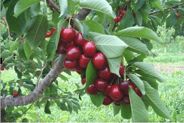 Cây cherry anh đào mỹ nhập khẩu ( muốn sỉ inbox ạ)