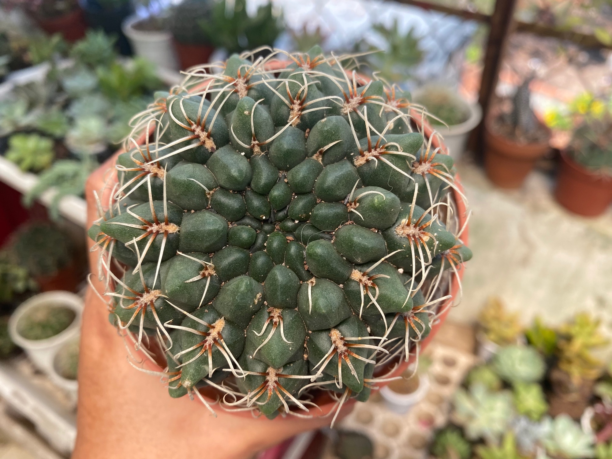 XƯƠNG RỒNG THẦN LONG LỚN 10cm