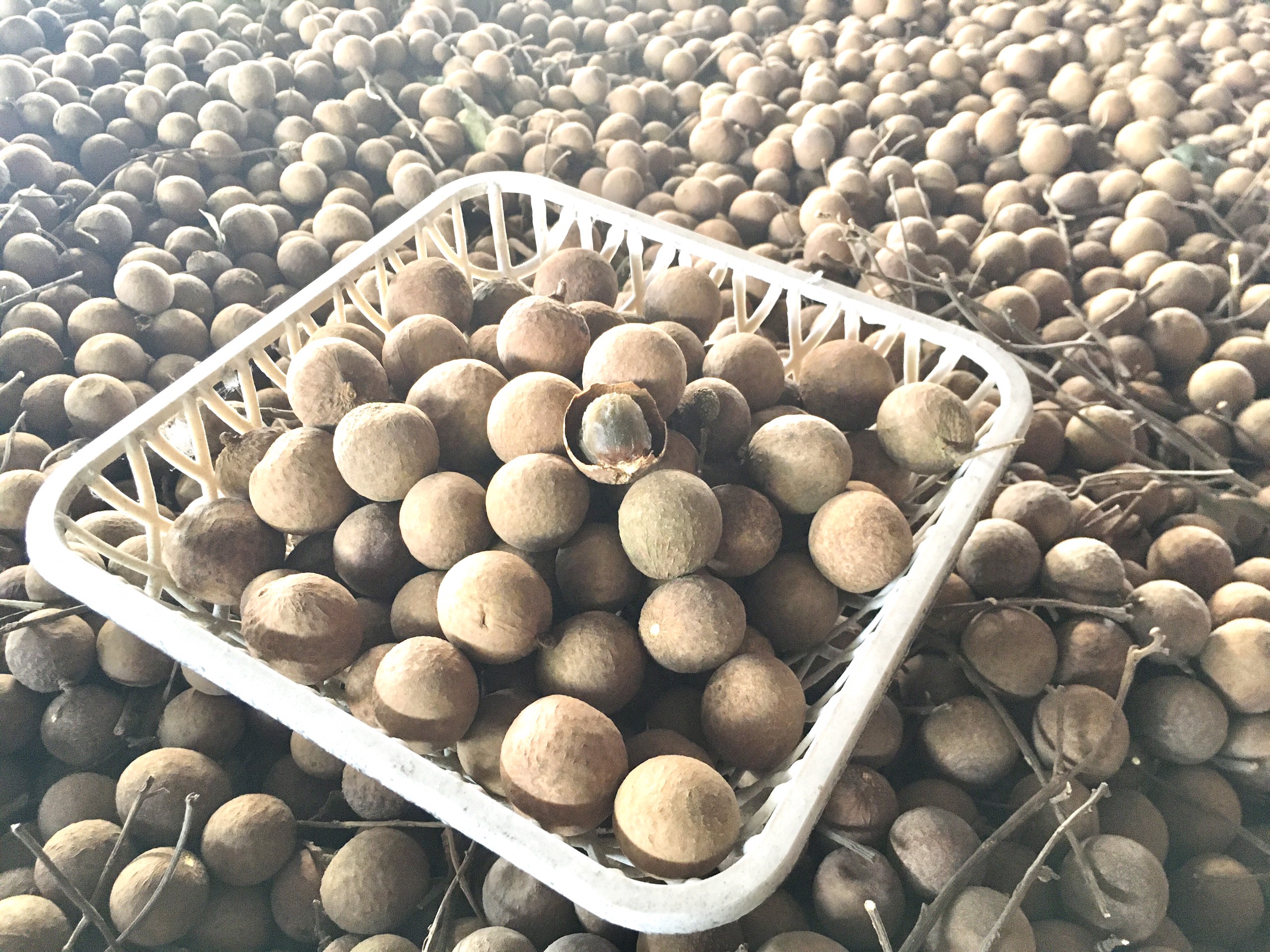 1KG Nhãn Sấy Khô Siêu Ngon ( Sỉ, Lẻ )