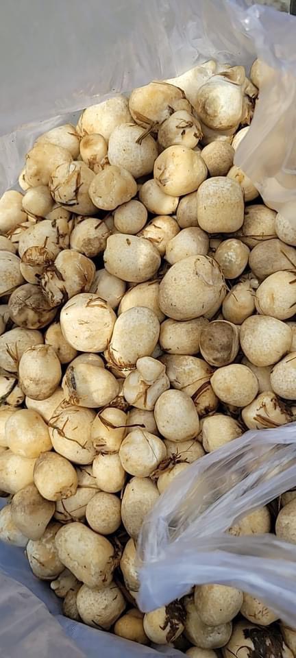 Phôi nấm rơm tự trồng