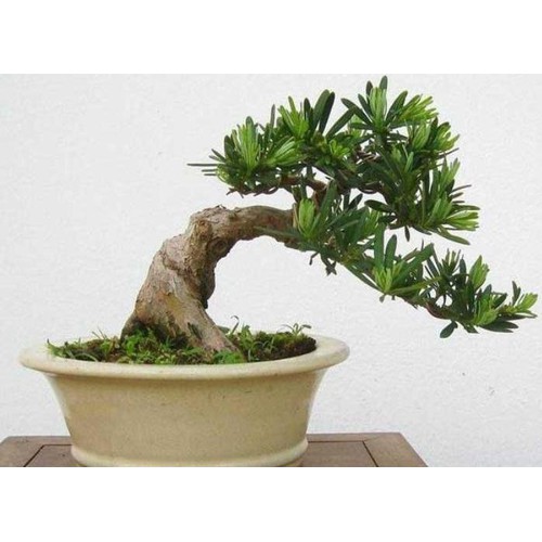 "Gói 10 Hạt " Hạt giống cây tùng la hán