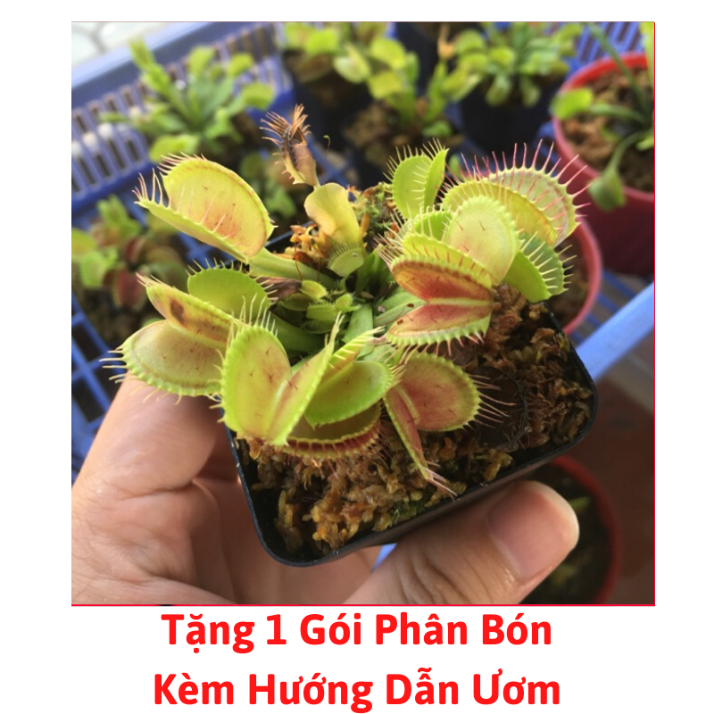[Lấy mã giảm thêm 30%] Gói Hạt Giống Cây Bắt Mồi ( Cây Ăn Thịt )