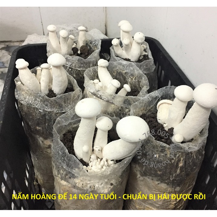 PHÔI NẤM HOÀNG ĐẾ