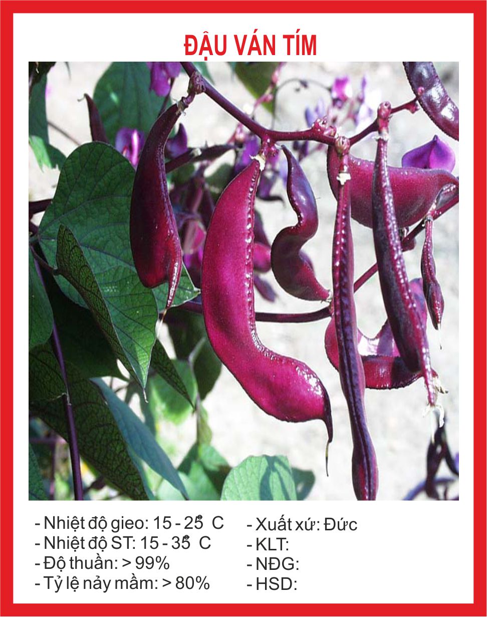 Hạt giống Đậu Ván Tím 10 Hạt