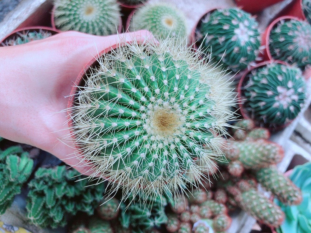 Xương Rồng Trạng Nguyên Size Lớn