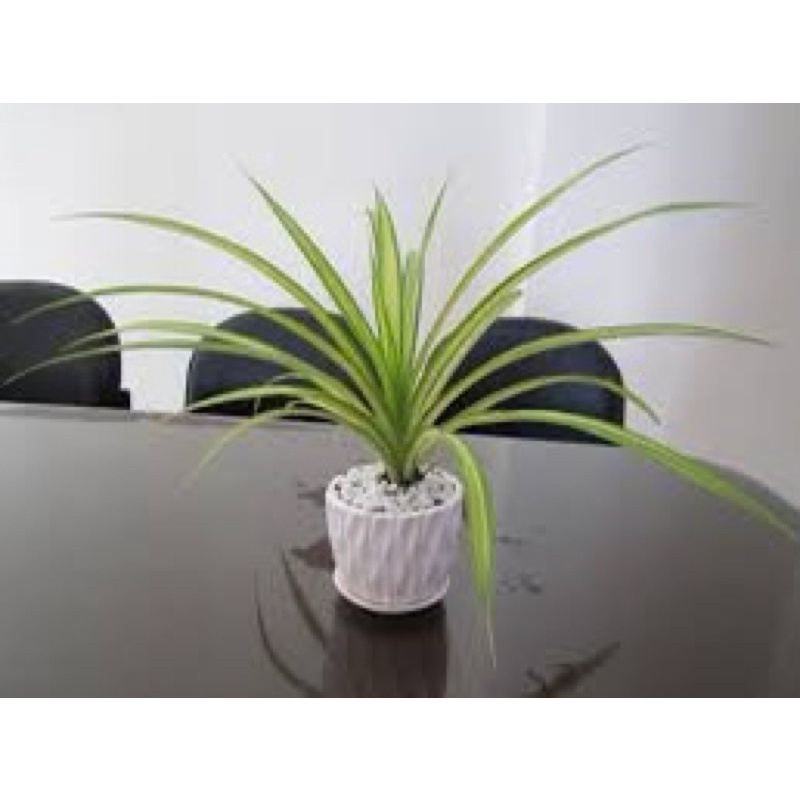 Cây dứa Thái, dứa vạn phát trồng thuỷ sinh được