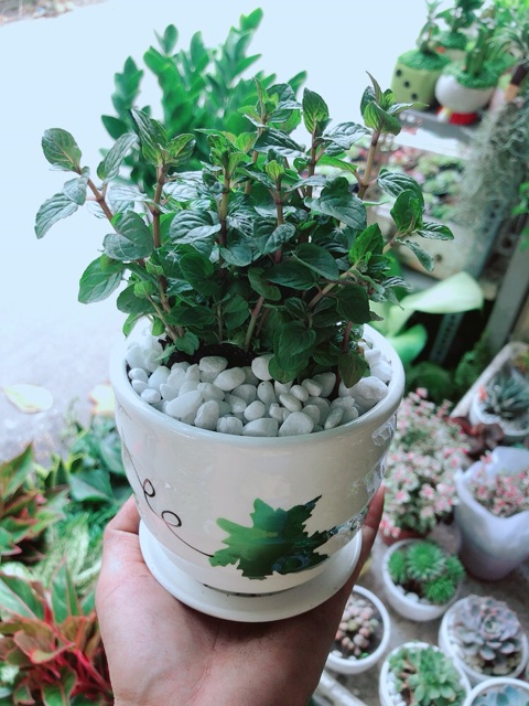 [HCM]Chậu Bạc Hà Doutblemint