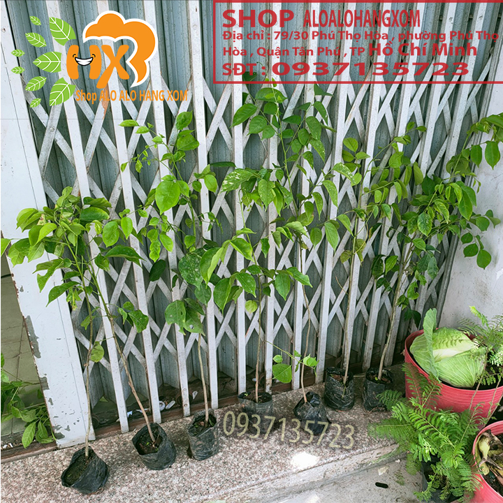 [HCM]combo 5 cây giáng hương cây giống