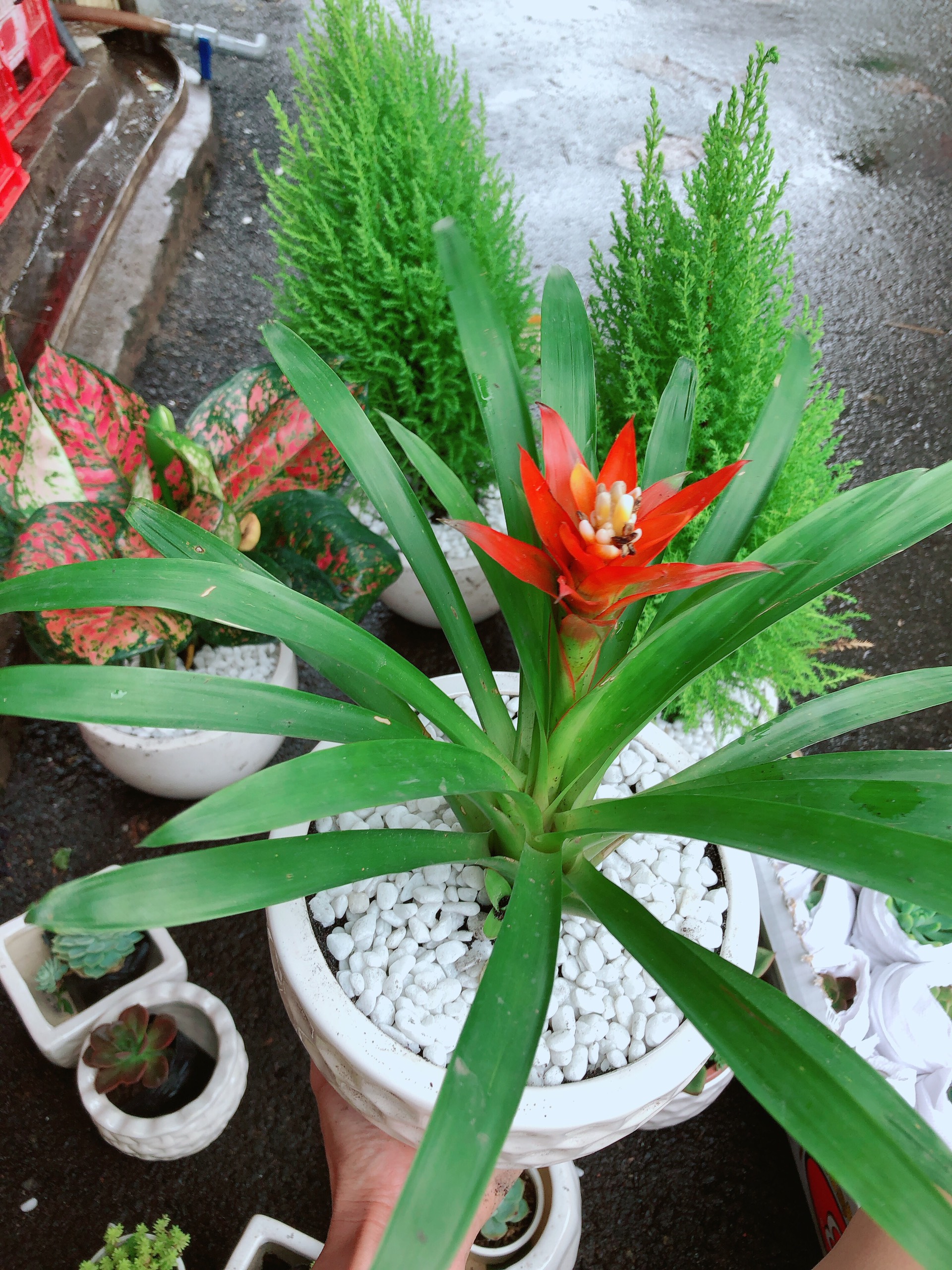 Cây Phong Lộc Hoa Có Chậu