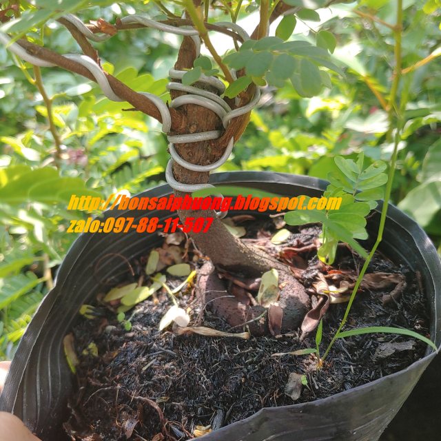 cây me bonsai mini
