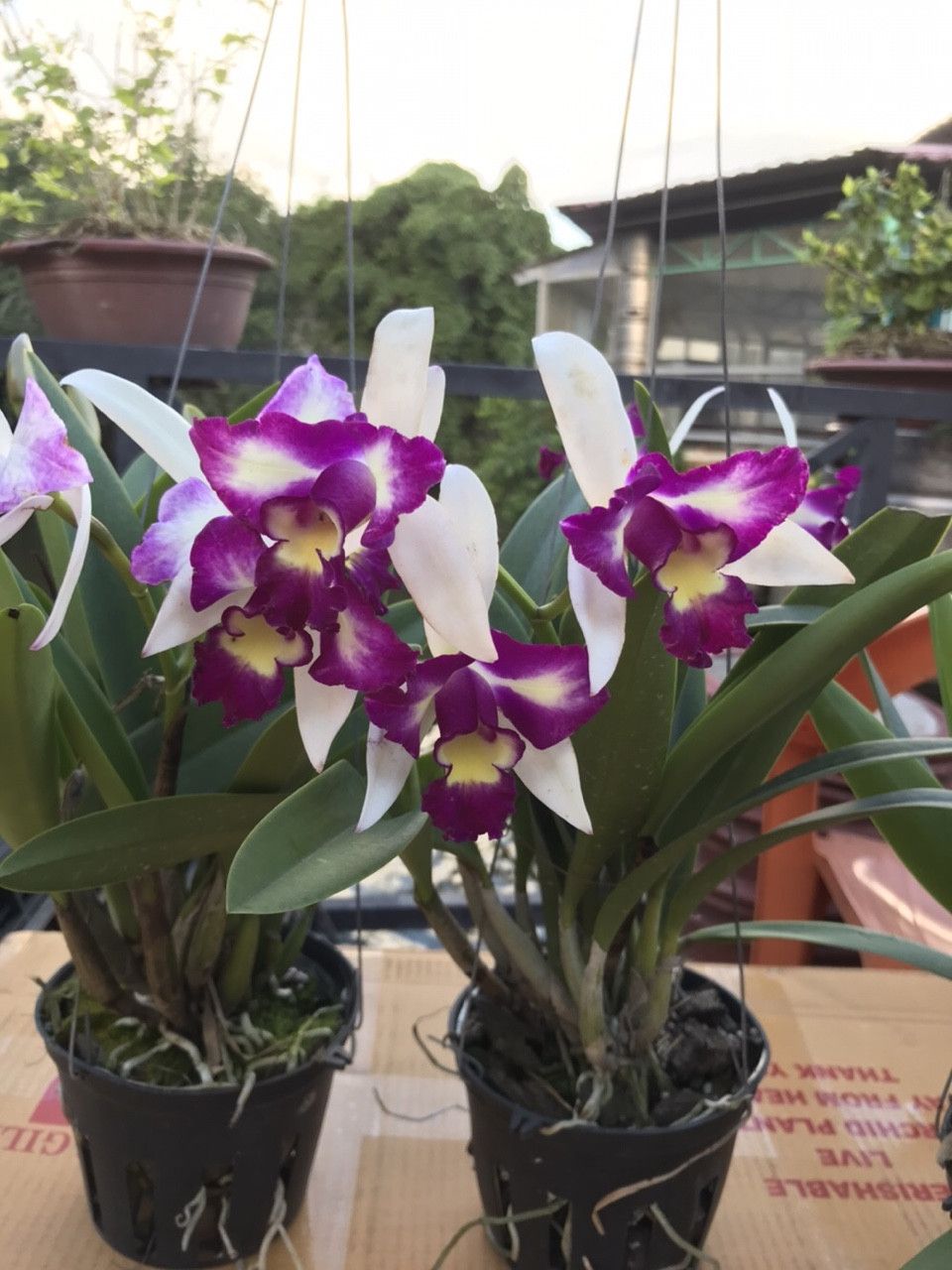 LAN CATTLEYA CÂY GIỐNG NHIỀU MÀU