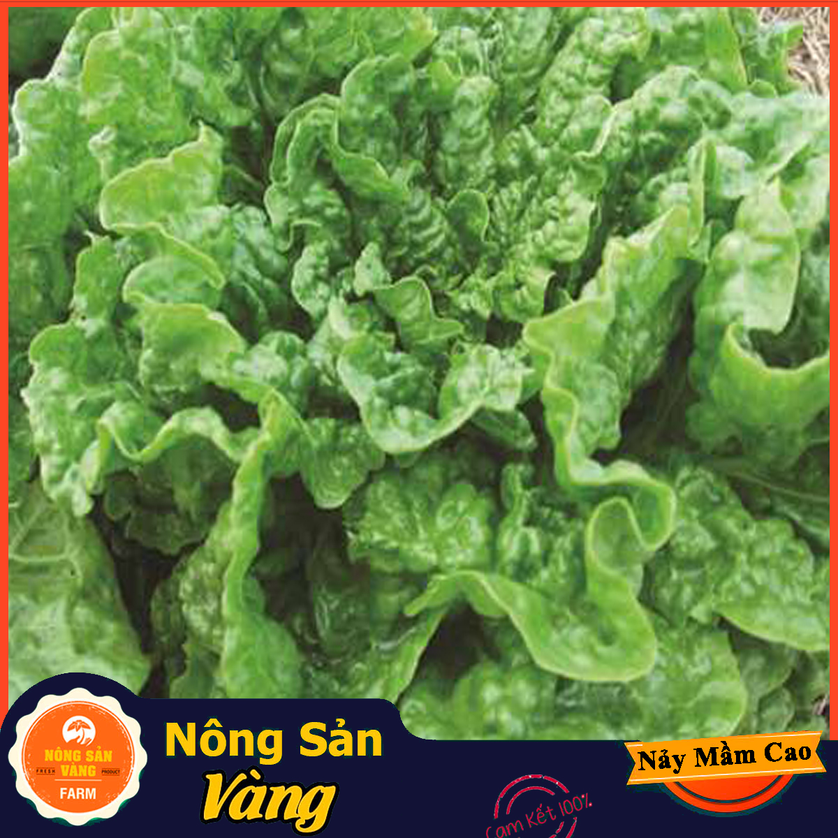 Hạt giống Xà Lách Mỹ Minetto, Chịu Nhiệt Năng Suất Cao (Gói 2 Gram) - Nông Sản Vàng