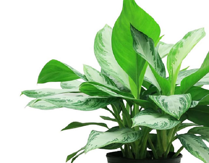 CHẬU CÂY NGỌC NGÂN