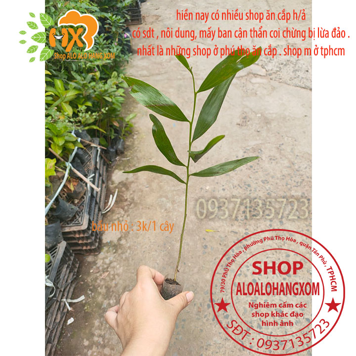 [HCM]combo 50 cây tràm lai cây giống
