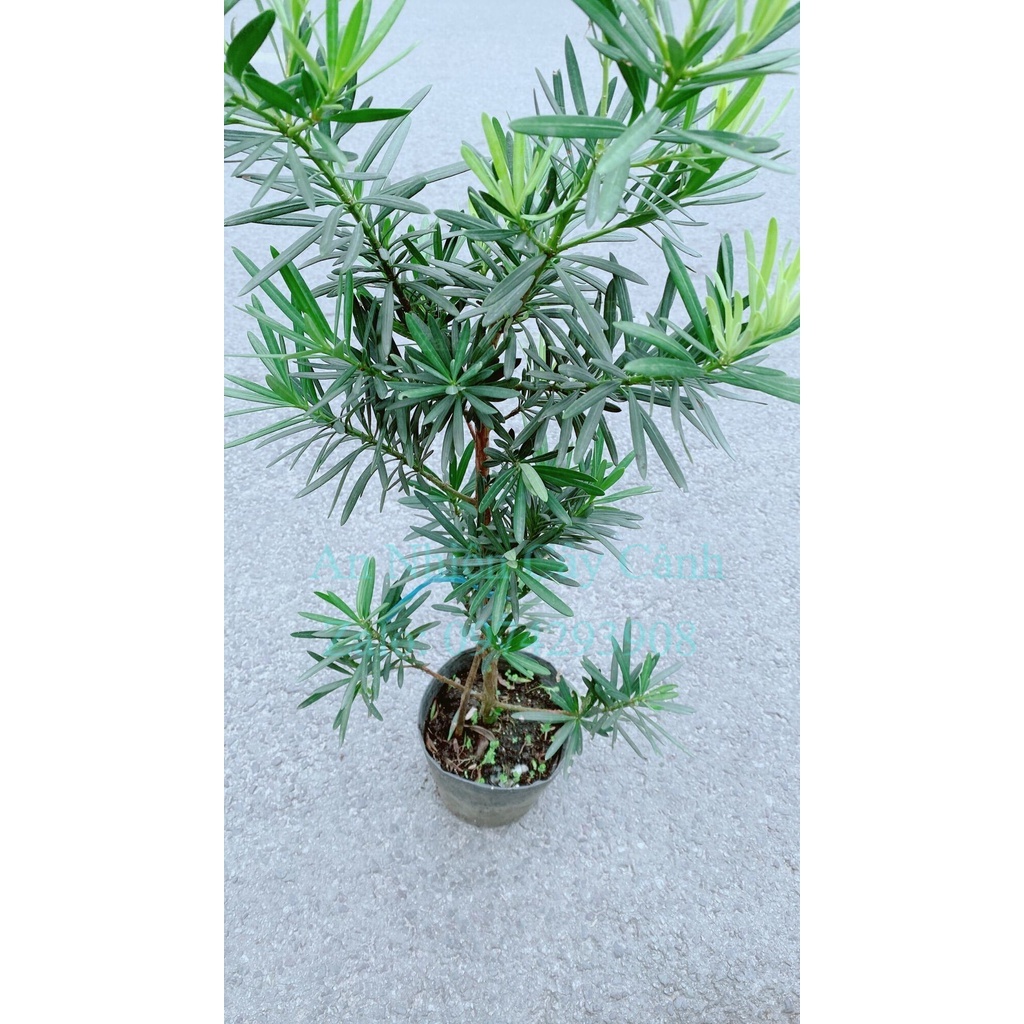 Cây Tùng Vạn Niên 50cm