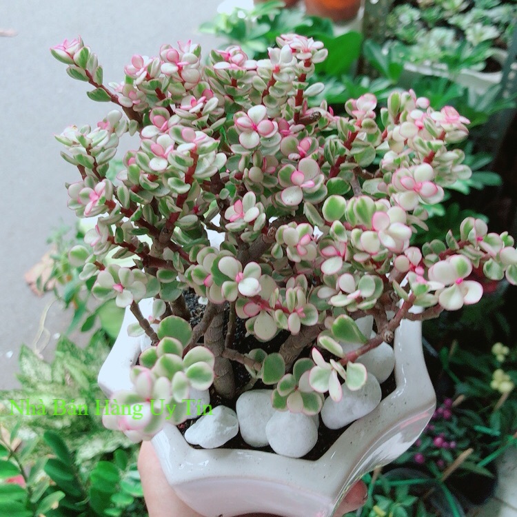 Chậu cây cành vàng lá ngọc