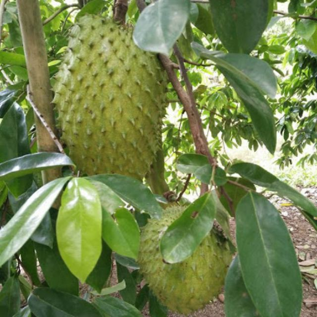 HOT Cây giống Mãng Cầu Xiêm thái lan siêu sớm