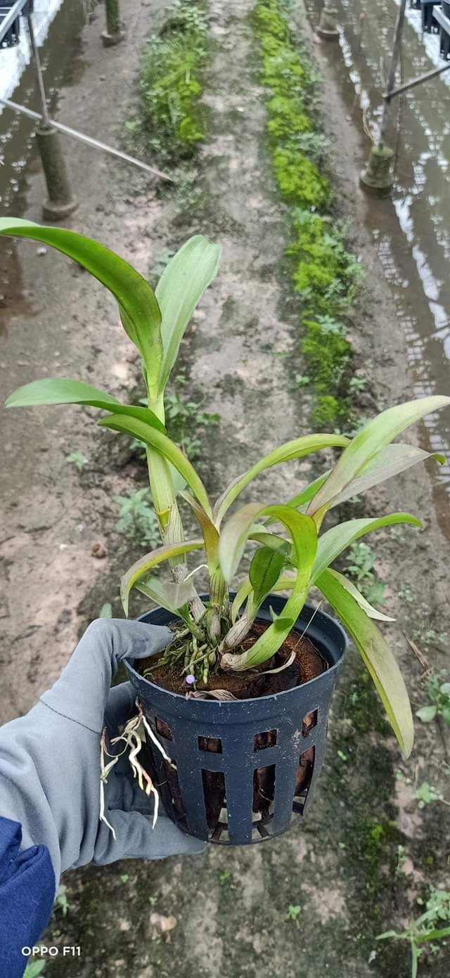 Denro nắng ngọc trai đen
