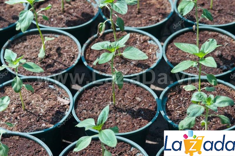 1GR 400.HAT Hạt Giống Hoa Cúc Bách Nhật Đỏ (KD| -KD: B26*M021)