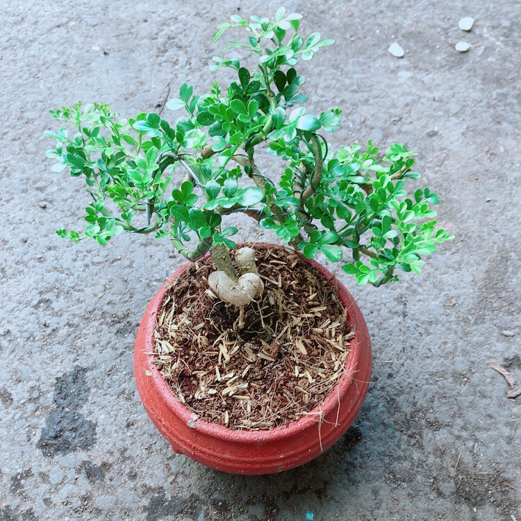 [HCM]Chậu Cây Cần Thăng