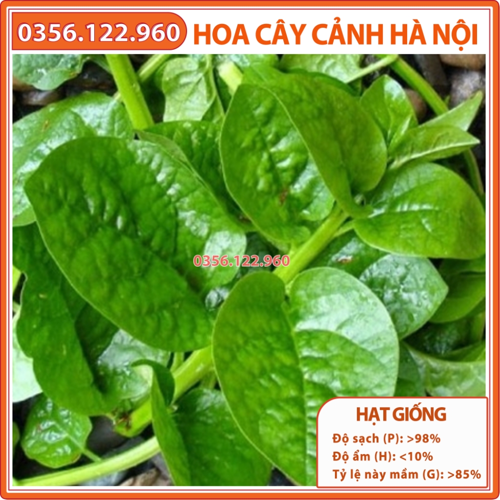 Hạt giống rau mùng tơi, mồng tơi cao sản - Gói 20g - Shop hoa cây cảnh Hà Nội