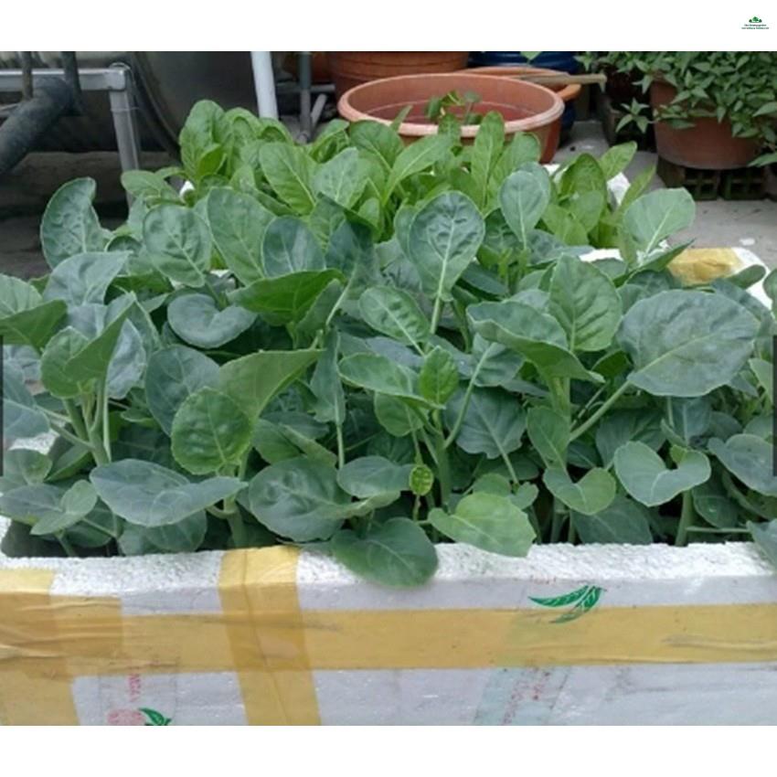 HẠT CẢI RỔ - GÓI 5 GRAM