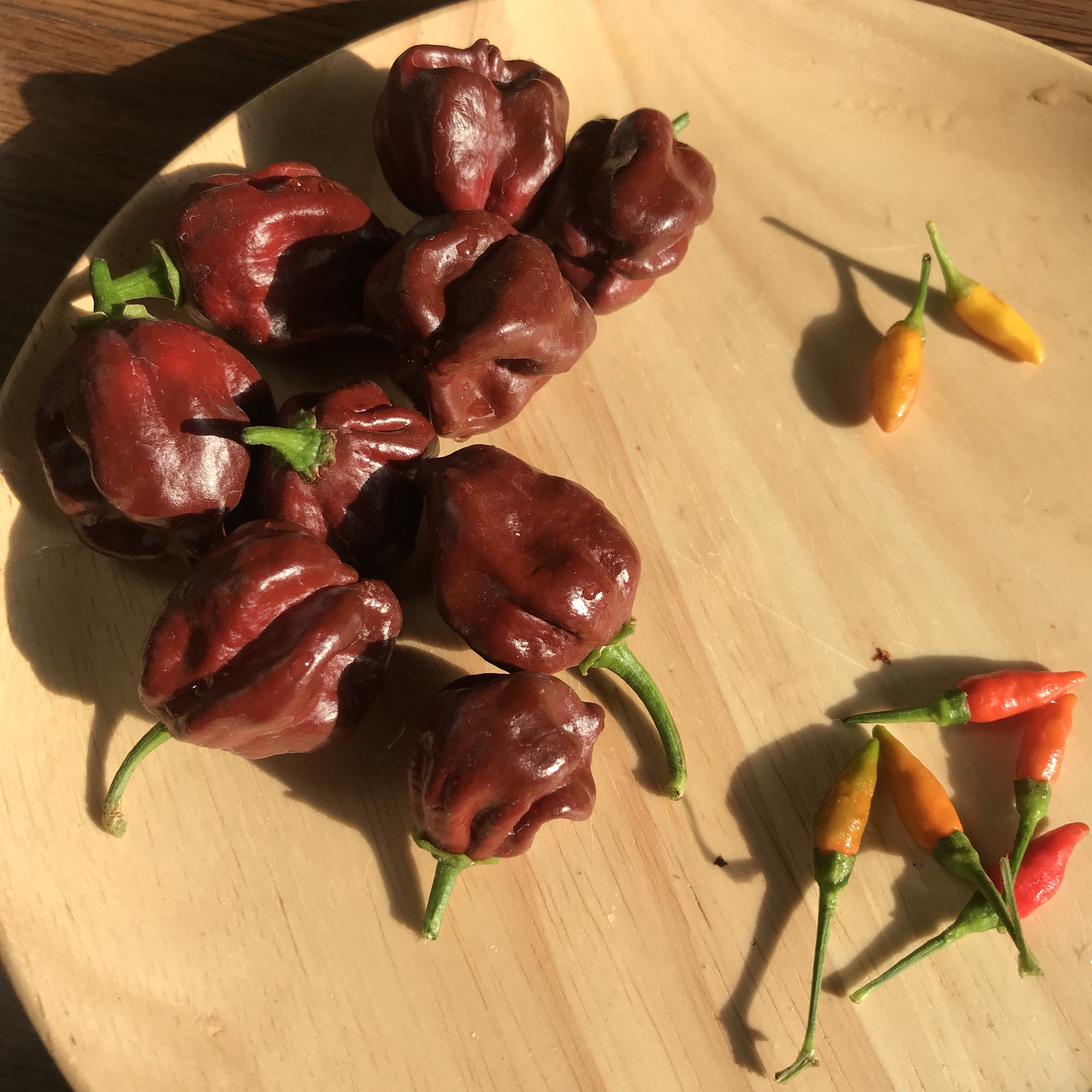 Hạt ớt Giống Habanero choco (5 hạt)