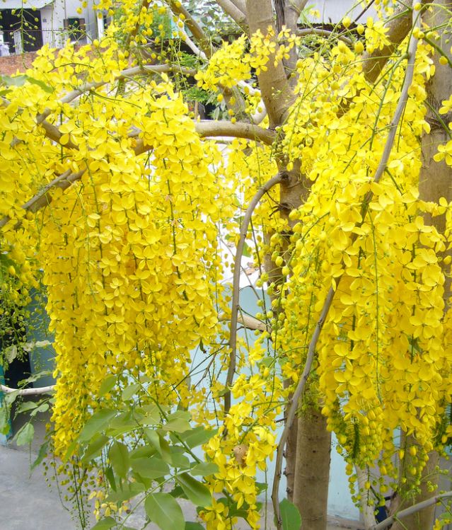 Hạt giống hoa muông hoàng yến ( gói 50 hạt) - VTNT1