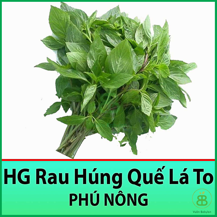 Hạt Giống Rau Húng Quế 5Gr Dễ Trồng, Thơm Ngon