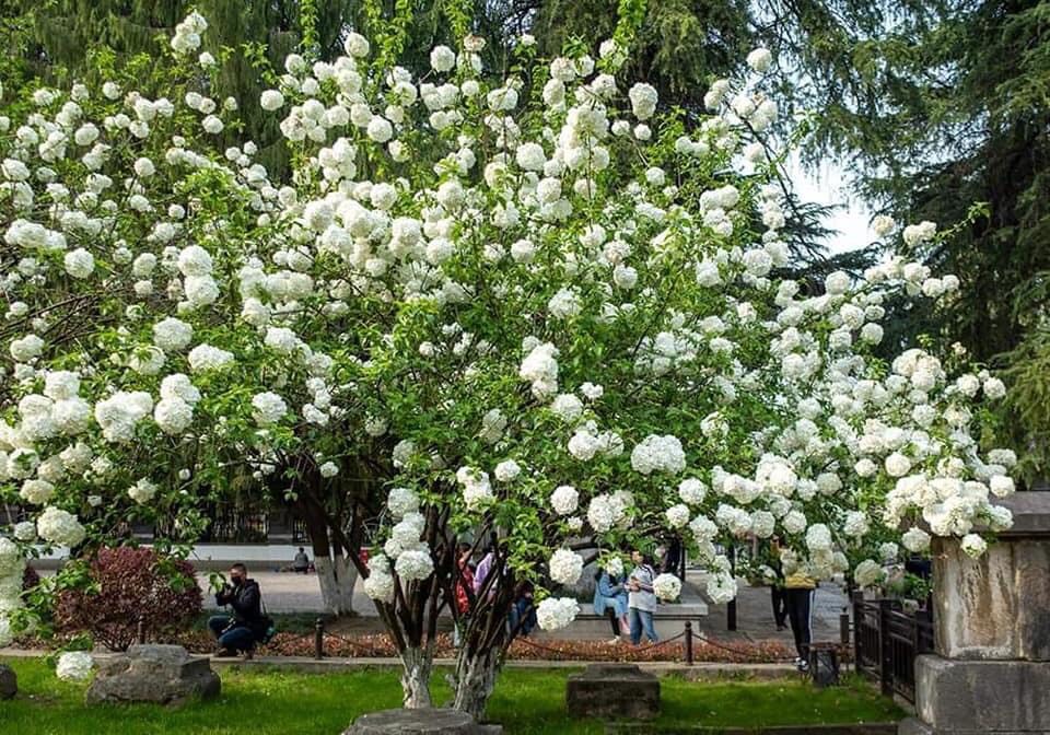 Cẩm tú cầu thân gỗ cao 70-80cm( cây đẹp )