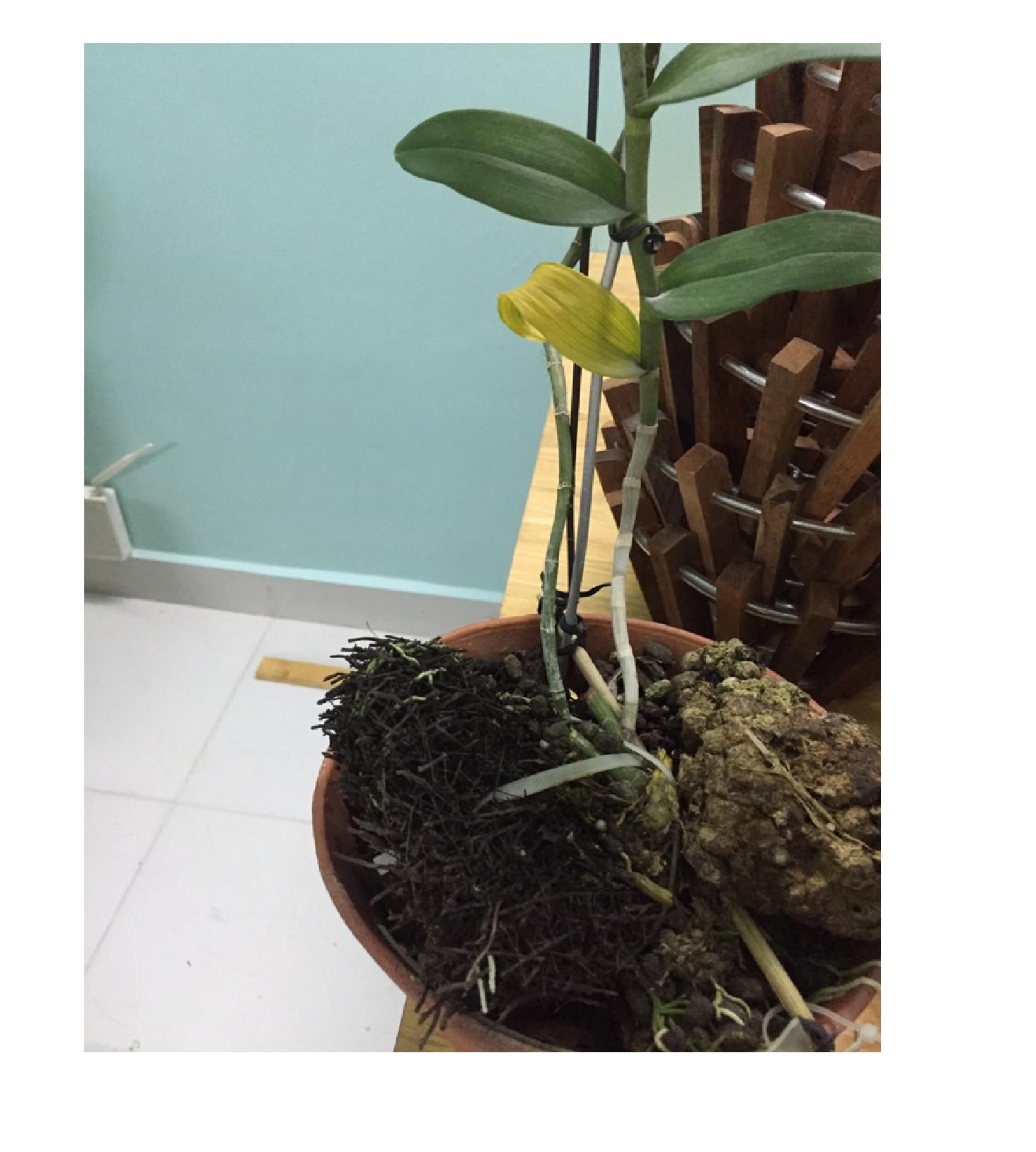 Dớn cắt miếng ghép lan-0.5kg