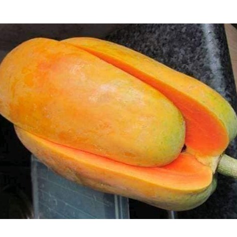 Hạt giống Đu Đủ Hà Lan Siêu Ngọt Seedline 20 hạt