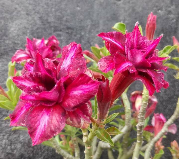 25 hạt sứ thái cánh kép giống lai tạo mới.