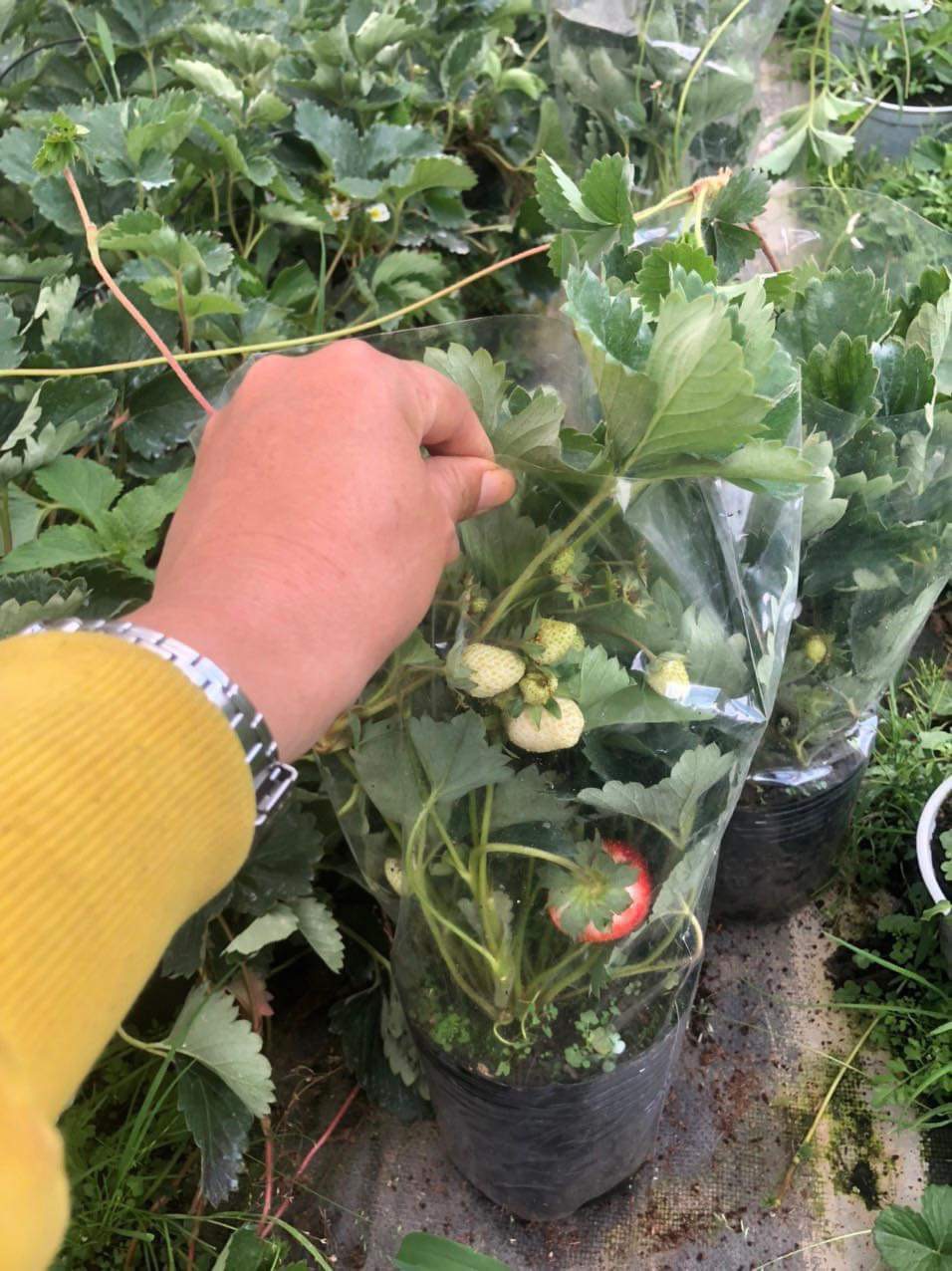 Chậu cây dâu Nhật Hana giống siêu trái