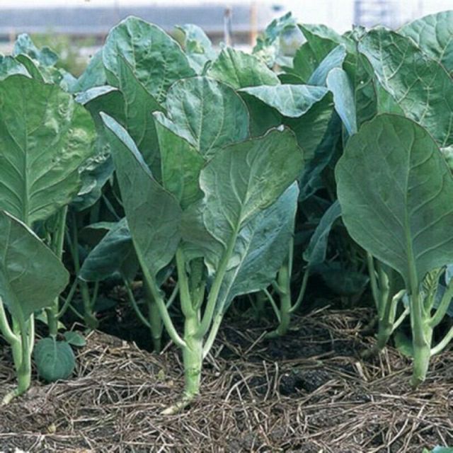 hạt giống cải rổ - gói 10gr