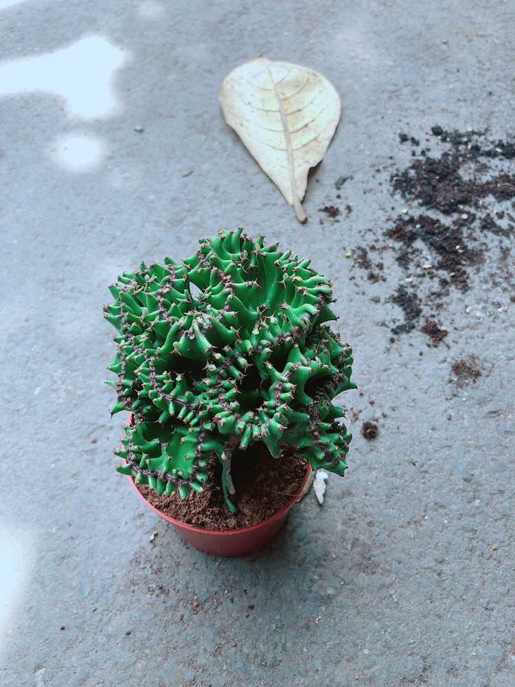 Xương Rồng Vạn Lý