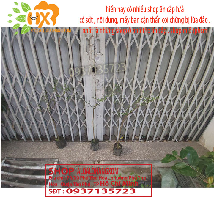 COMBO 3 CÂY BÀNG ĐÀI LOAN CAO TỪ 25-40CM -( BÀNG LÁ NHỎ)