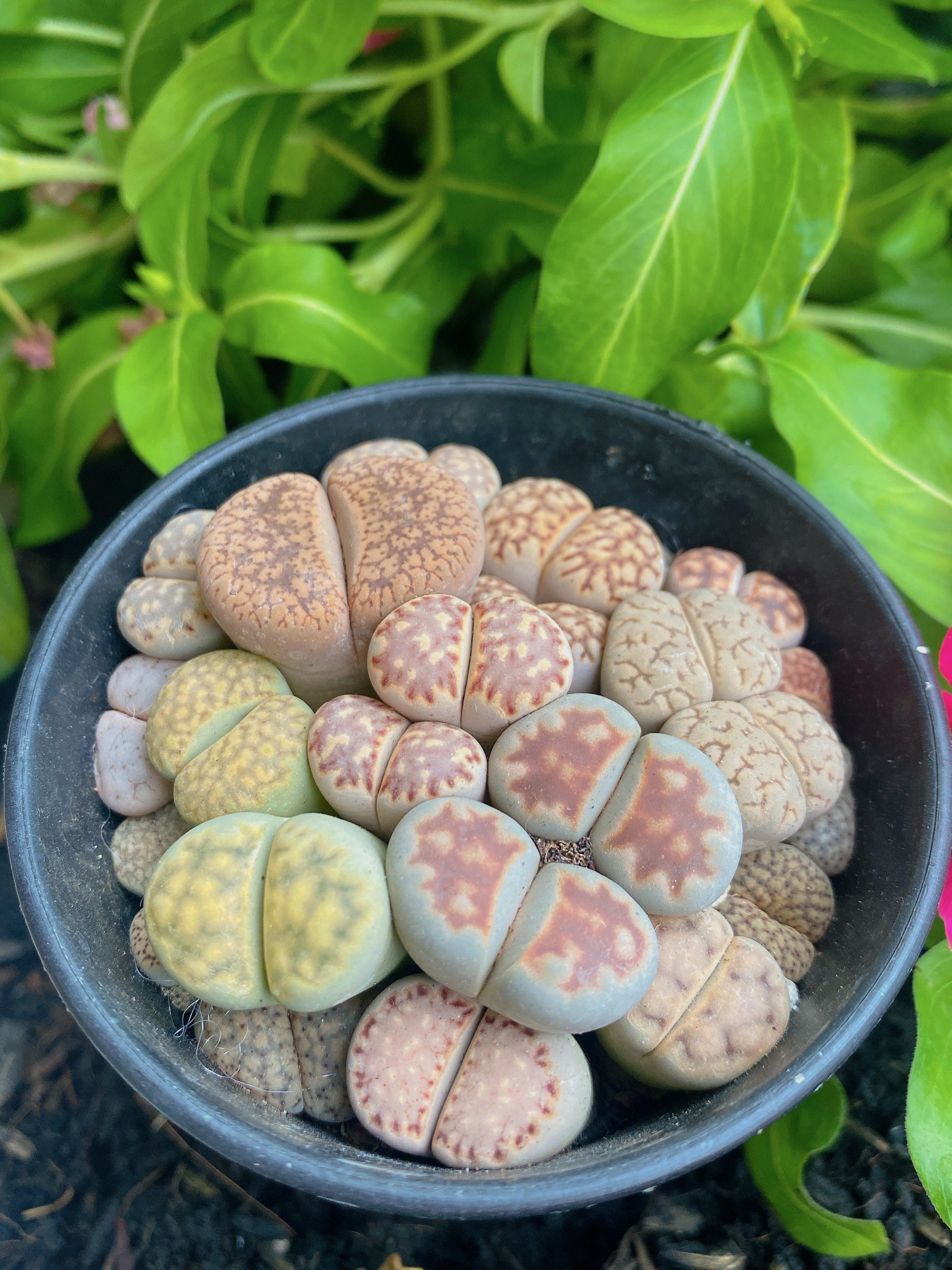 Lithops