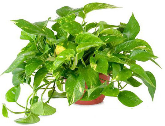 Cây trầu bà xanh - cây cảnh mini