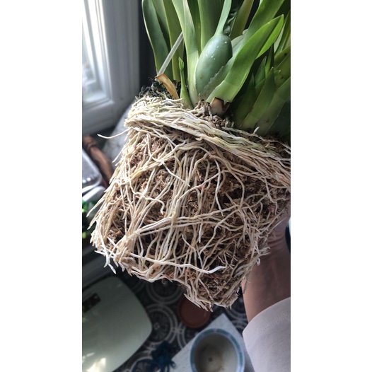 Siêu kích rễ cây root90