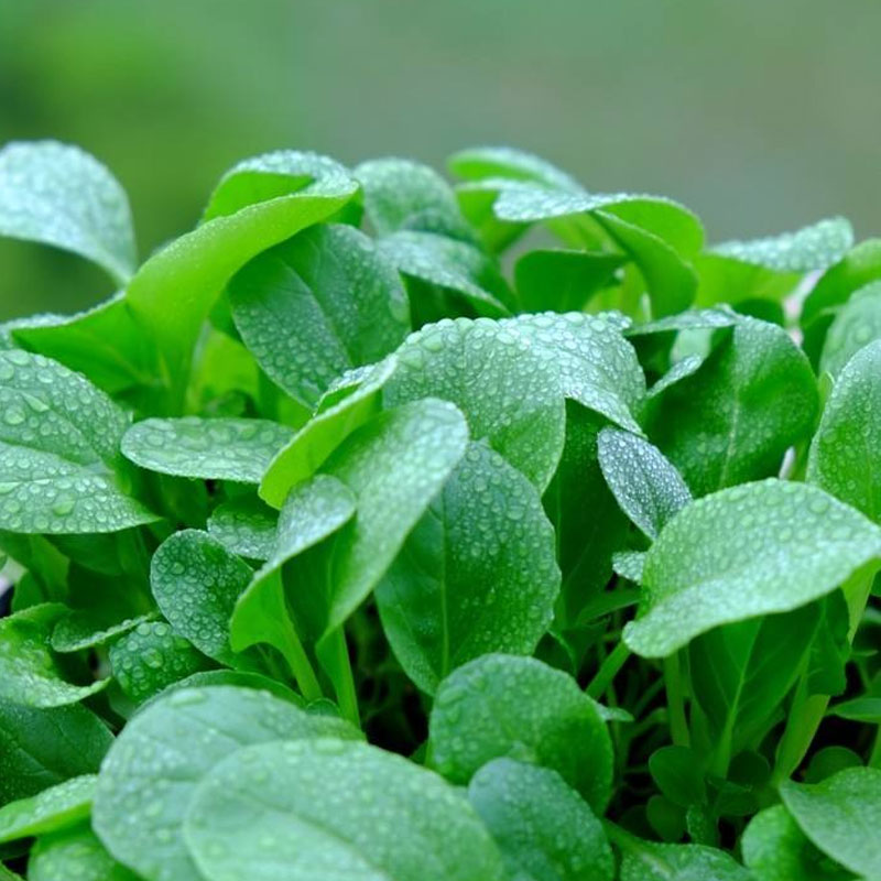 20g Hạt giống cải xanh ăn non