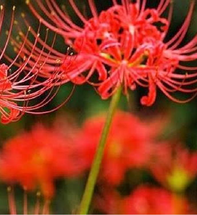 Củ giống hoa bỉ ngạn hoa màu đỏ - 1 củ