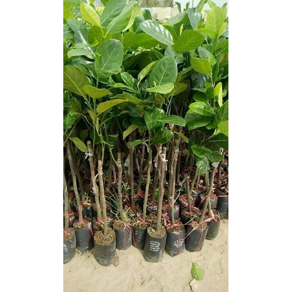 Cây Giống Mít Không Hạt Ba Láng chuẩn giống