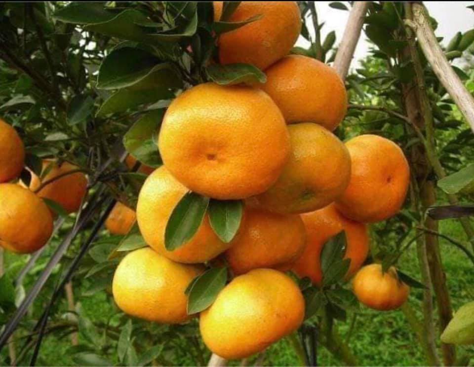GIỐNG QUÝT NGỌT THÁI LAN KHÔNG HẠT( quýt đường Thái Lan)