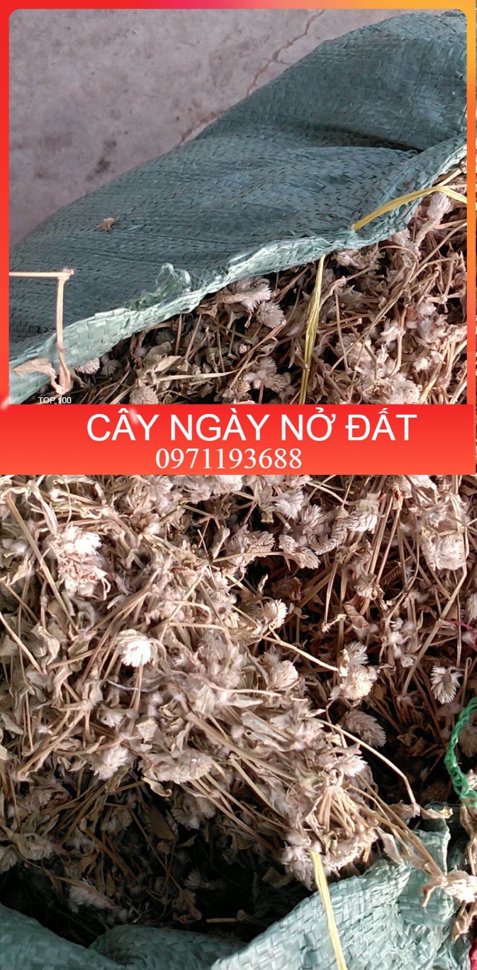 Cây nở ngày đất khô 1kg chuẩn .