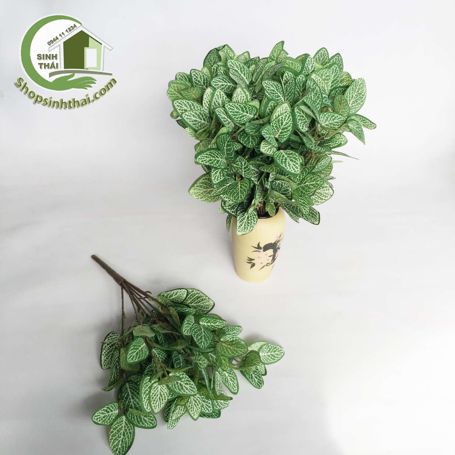 [HCM]Bụi cây lá may mắn - lá xanh gân trắng màu xanh đậm - bụi lớn cao 45cm