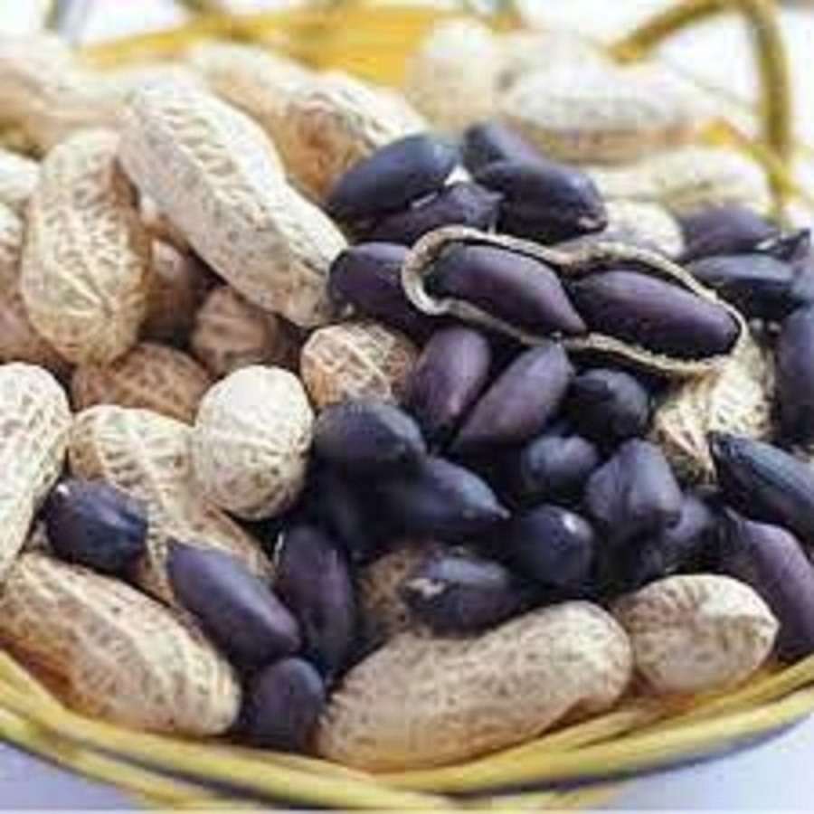Hạt giống đậu phộng đen,lạc đen -gói 15 gram(tặng kèm phân bón)