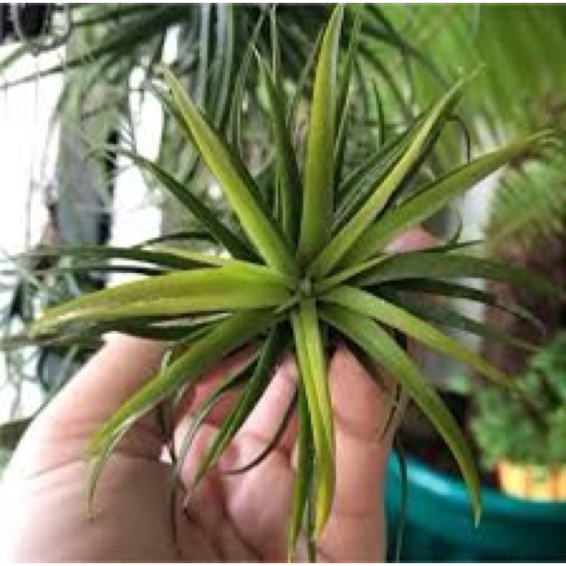 Cây Không Khí Tillandsia Ion Druid