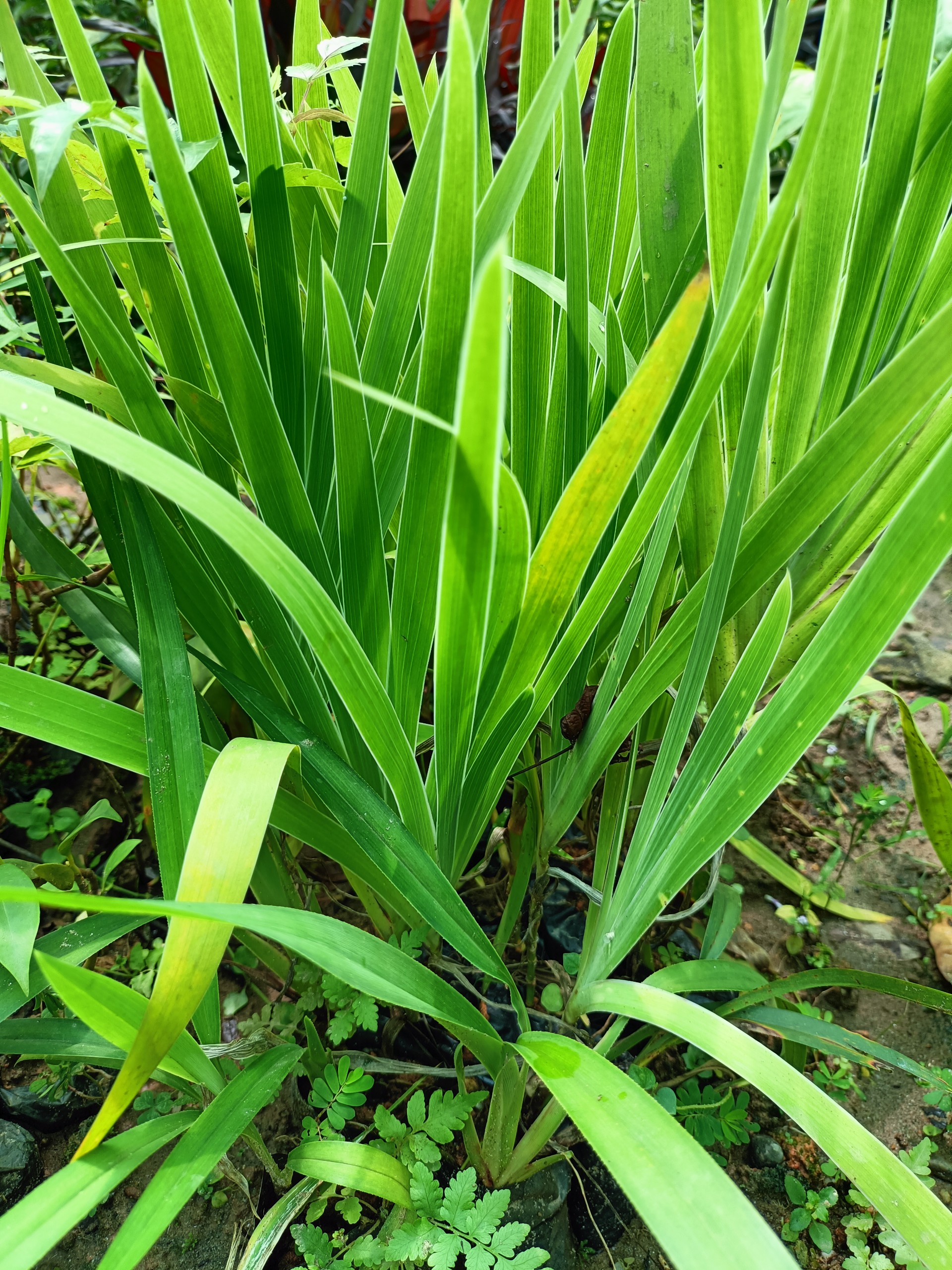 Combo 2 cây giống xạ can