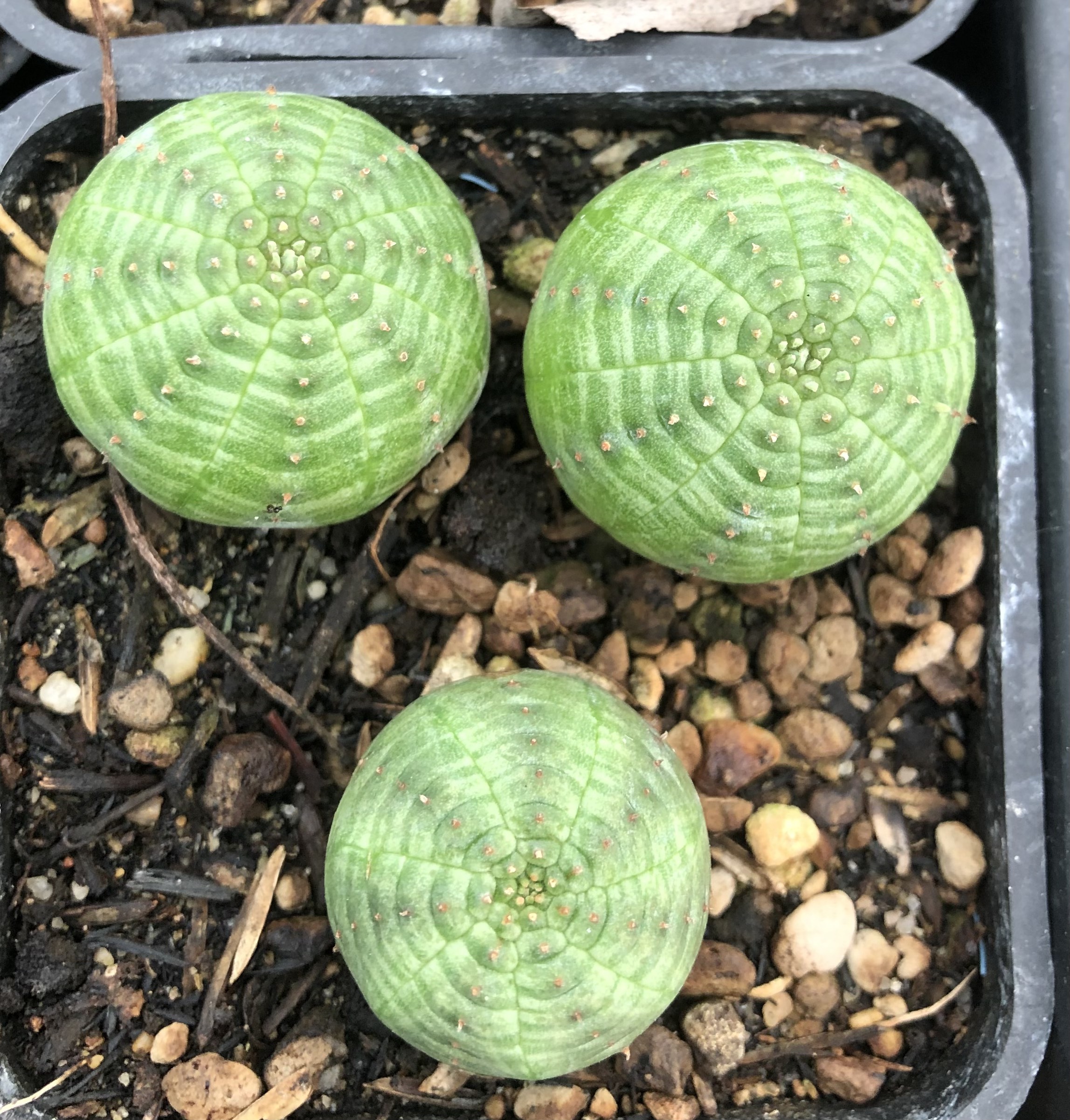 Xương rồng bóng chày Obesa
